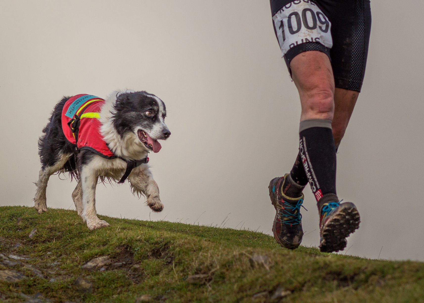 Dog racing the blorenge fell race